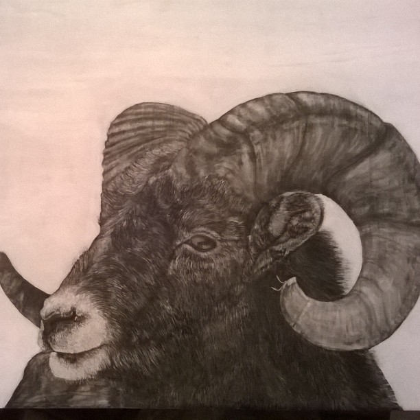 Mountain Goat